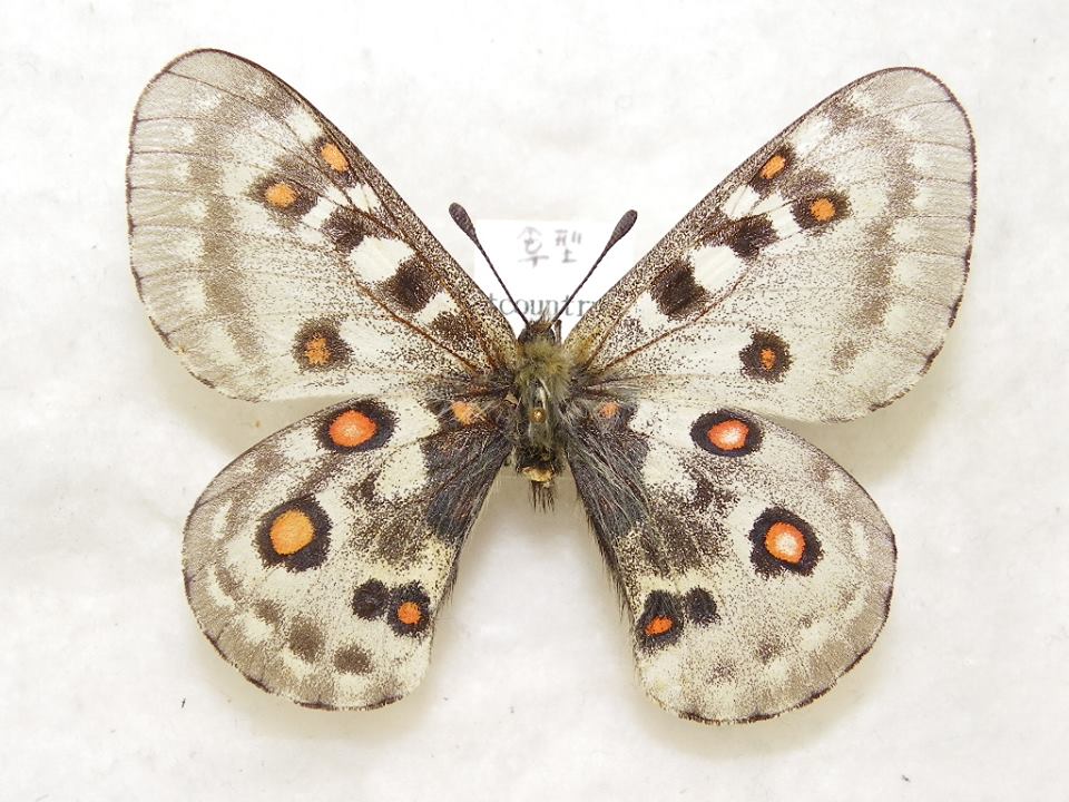 Parnassius unid (gynandromorpho) (Internet Image property of respective owner, non-commercial use only)